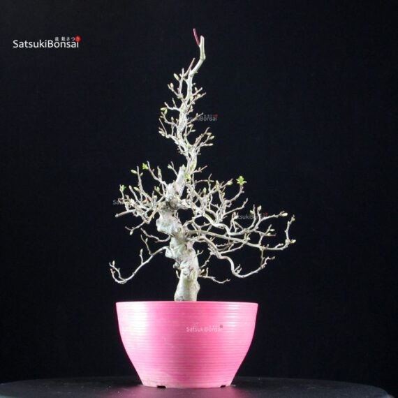 Crataegus Cuneata - Biancospino - immagine 2