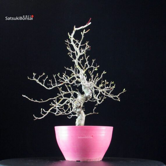 Crataegus Cuneata - Biancospino - immagine 3