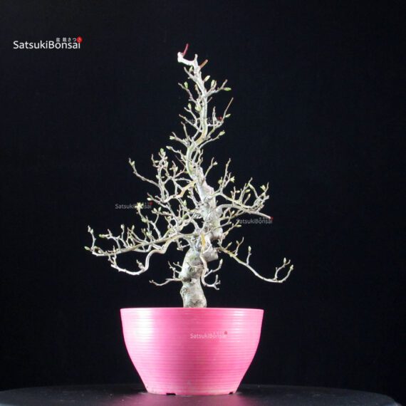 Crataegus Cuneata - Biancospino - immagine 4