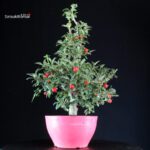 Crataegus Cuneata - Biancospino