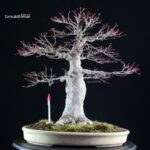 Acero palmato Yamamomiji