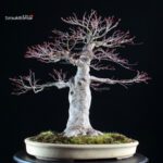 Acero palmato Yamamomiji - immagine 2