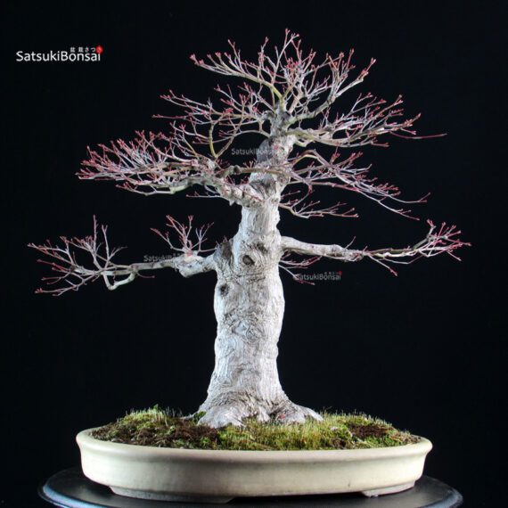 Acero palmato Yamamomiji - immagine 2