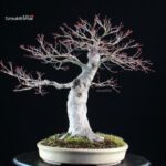 Acero palmato Yamamomiji - immagine 5