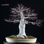 Acero palmato Yamamomiji - immagine 4