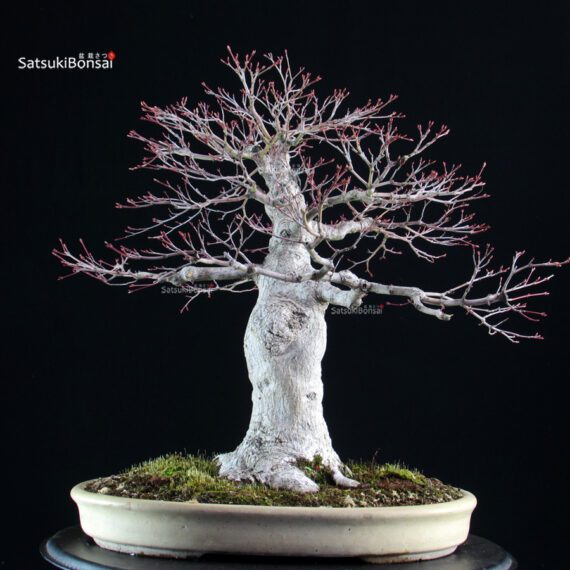 Acero palmato Yamamomiji - immagine 4