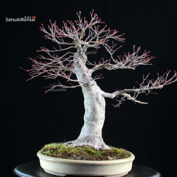 Acero palmato Yamamomiji - immagine 3