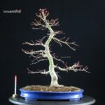 Acero palmato Benichidori