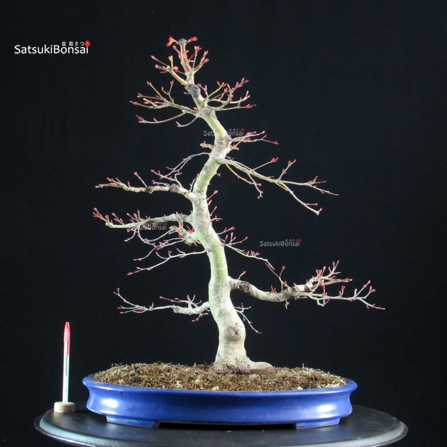 6131_1-Acer-palmatum-Benichidori Acero palmato Benichidori - immagine 1