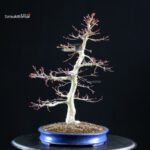 Acero palmato Benichidori - immagine 2