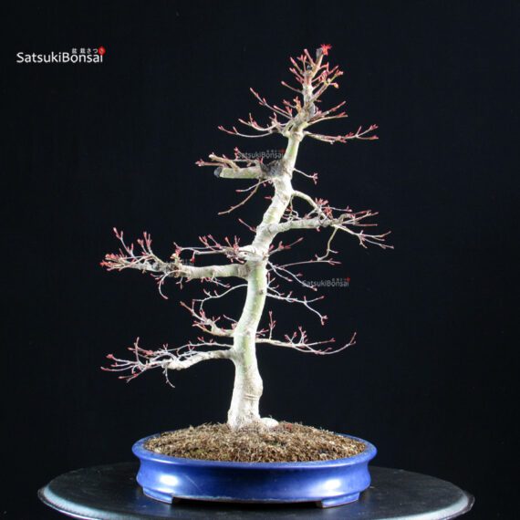 Acero palmato Benichidori - immagine 2