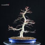 Acero palmato Benichidori - immagine 3