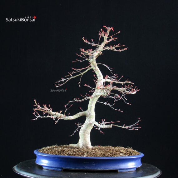 Acero palmato Benichidori - immagine 3