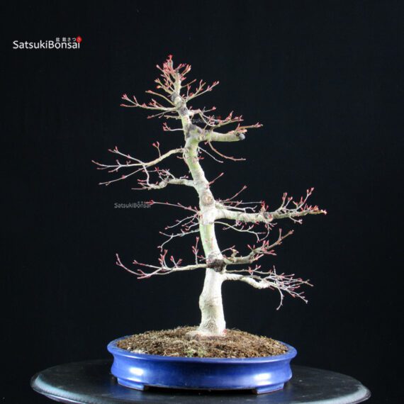 Acero palmato Benichidori - immagine 4