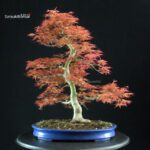 Acero palmato Benichidori