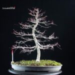 Acero palmato Deshojo