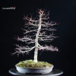 Acero palmato Deshojo - immagine 3