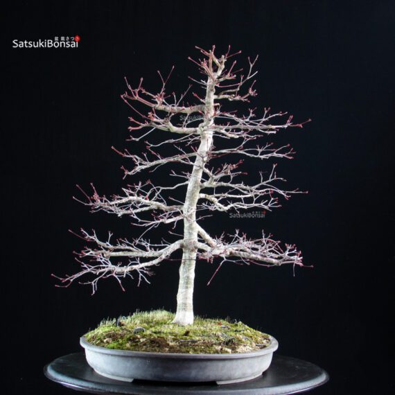 Acero palmato Deshojo - immagine 3