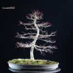 Acero palmato Deshojo - immagine 4