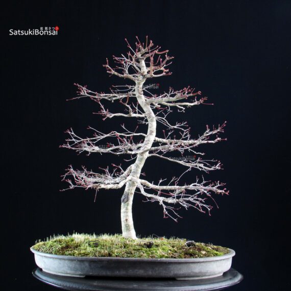 Acero palmato Deshojo - immagine 4