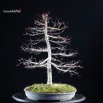 Acero palmato Deshojo - immagine 5