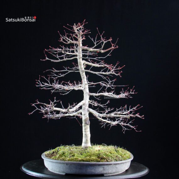 Acero palmato Deshojo - immagine 5