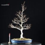 Fagus Crenata - Faggio - Buna