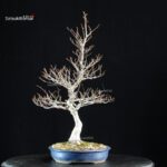 Fagus Crenata - Faggio - Buna - immagine 2