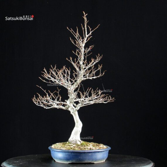 Fagus Crenata - Faggio - Buna - immagine 2