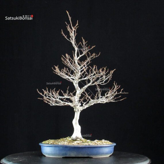 Fagus Crenata - Faggio - Buna - immagine 4