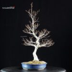 Fagus Crenata - Faggio - Buna - immagine 3