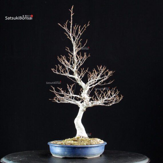 Fagus Crenata - Faggio - Buna - immagine 3