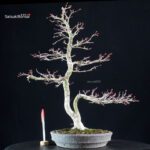 Acero palmato Yamamomiji