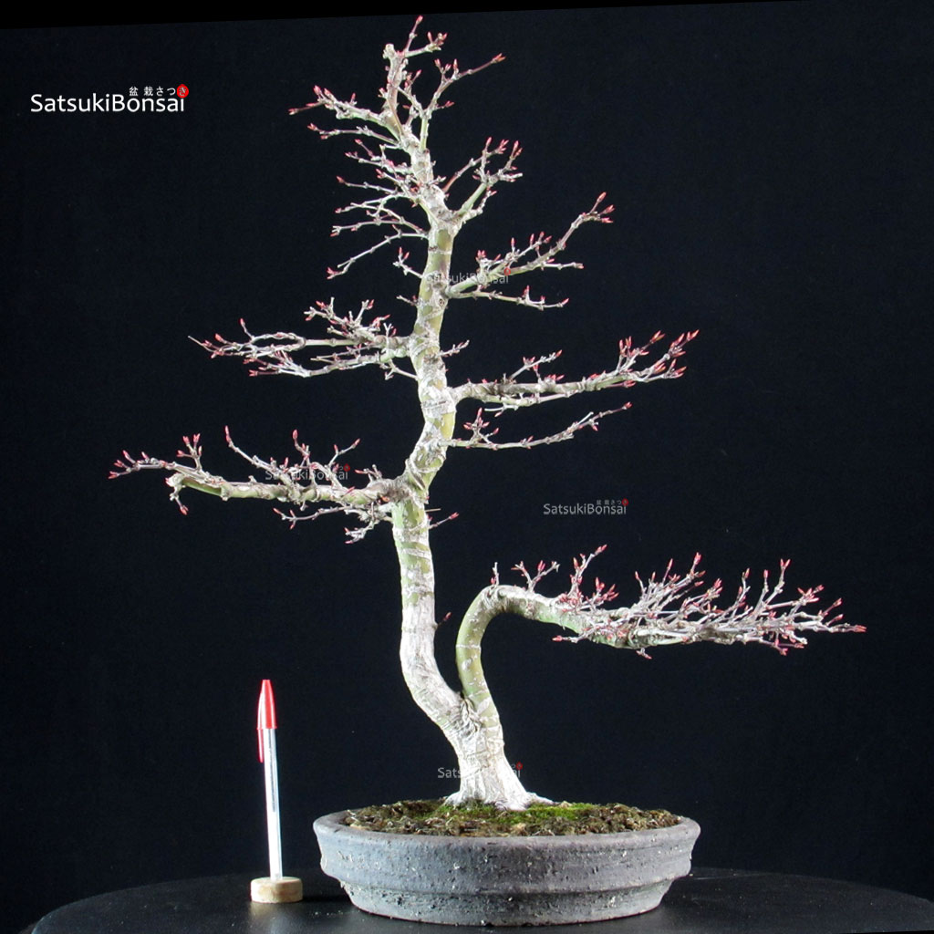 6134_1-Acer-palmatum-yamamomiji Acero palmato Yamamomiji - immagine 1