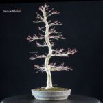 Acero palmato Yamamomiji - immagine 2