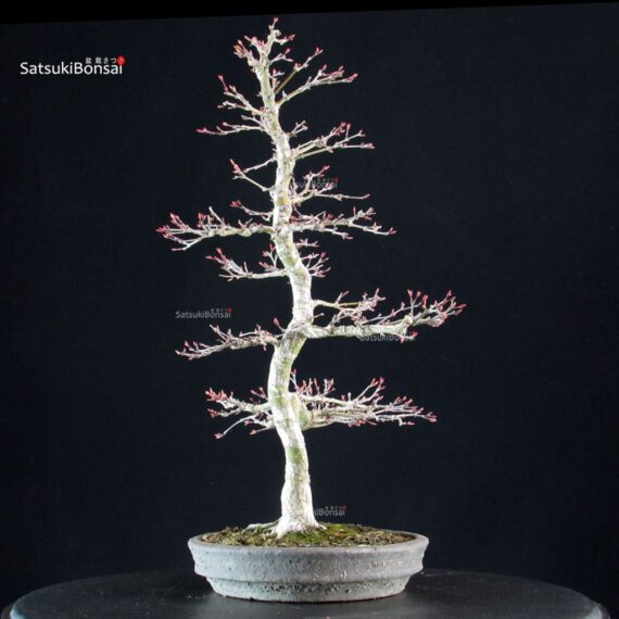 Acero palmato Yamamomiji - immagine 2