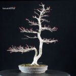 Acero palmato Yamamomiji - immagine 3