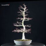 Acero palmato Yamamomiji - immagine 4