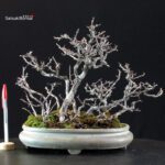 Chaenomeles Speciosa - Chojubai