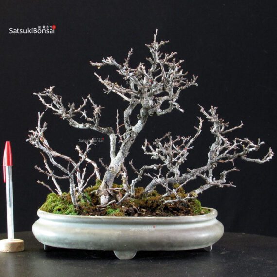 Chaenomeles Speciosa - Chojubai - immagine 6