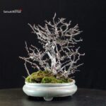 Chaenomeles Speciosa - Chojubai - immagine 7