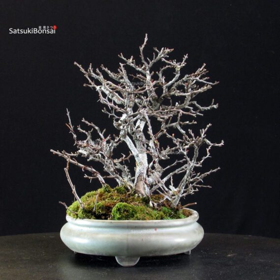 Chaenomeles Speciosa - Chojubai - immagine 7