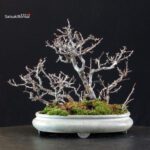 Chaenomeles Speciosa - Chojubai - immagine 8