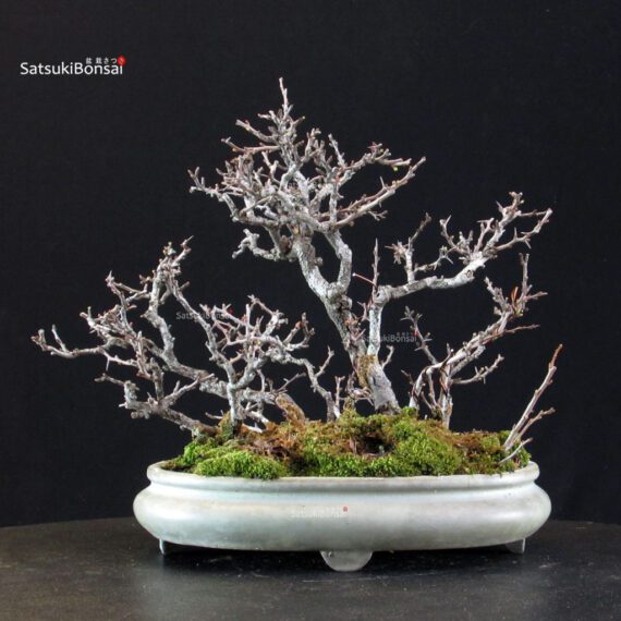 Chaenomeles Speciosa - Chojubai - immagine 8