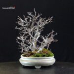 Chaenomeles Speciosa - Chojubai - immagine 9