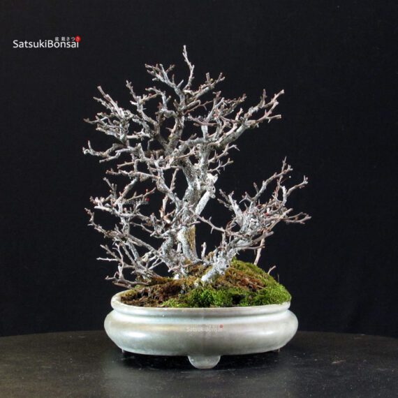 Chaenomeles Speciosa - Chojubai - immagine 9