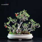 Chaenomeles Speciosa - Chojubai