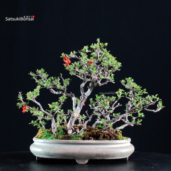 Chaenomeles Speciosa - Chojubai - immagine 5