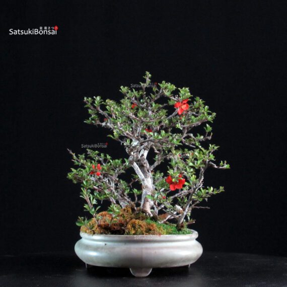 Chaenomeles Speciosa - Chojubai - immagine 4