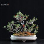 Chaenomeles Speciosa - Chojubai - immagine 3